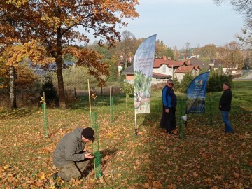 Nowy sad założony przy Parafii Kościoła Starokatolickiego Mariawitów w Dobrej 27.10.2021r. w ramach projektu Owoce pamięci, 